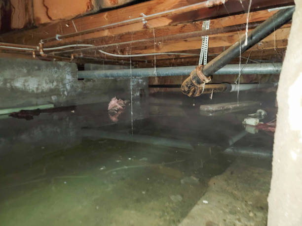 Best Ceiling water damage repair  in Canon, GA