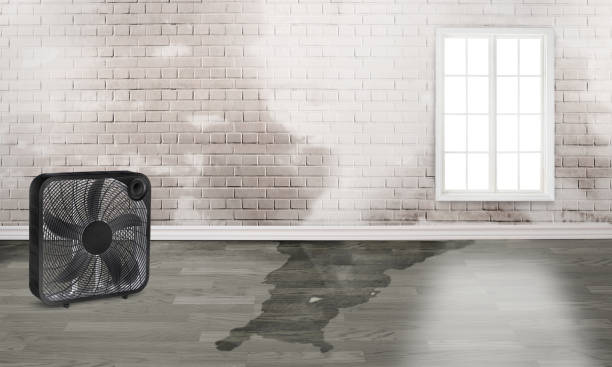 Best Flood restoration services  in Canon, GA